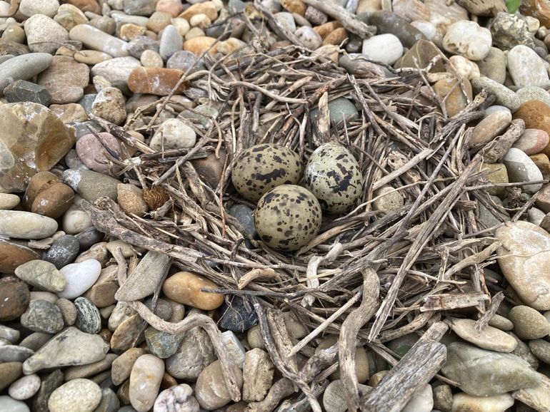 Nest van een visdief