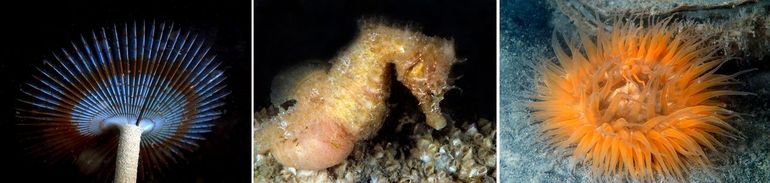 In de Oosterschelde leven honderden bijzondere soorten die duikers en snorkelaars onder water kunnen bewonderen. Links: Pauwkokerworm; midden: Kortsnuitzeepaardje, de laatste jaren toegenomen en de lieveling van duikers en snorkelaars. Dit mannetje (!) is zwanger, hij heeft een broedbuidel vol jonkies. Rechts: Gewone slibanemoon 