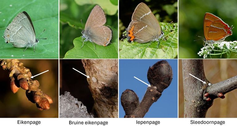 Vier kleine pages en de eitjes die de hele winter aanwezig zijn