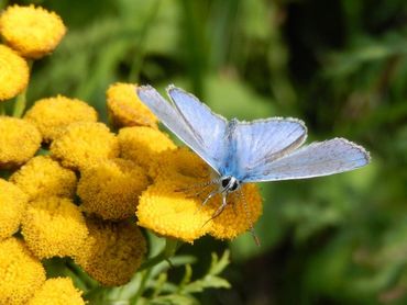 Het mannetje van het icarusblauwtje is felblauw aan de bovenzijde