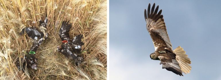 Links: Nest met jonge bruine kiekendieven in wintergerstveld aan de Vlaamse Westkust (Be) geringd en gekleurmerkt (wingtags) door Jeroen Arnoys, lokaal ringer en vrijwilliger van de Natuurwerkgroep De Kerkuil. Rechts: William, mannetje bruine kiekendief met een UvA-BiTS-logger. Oost-Groningen 2016