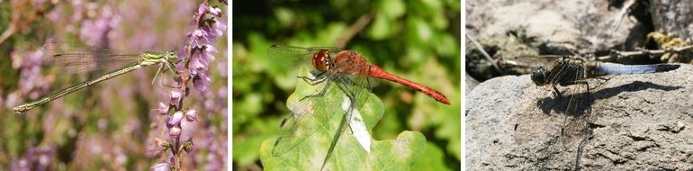 De tengere pantserjuffer (links) is het dichtst te benaderen, de gewone oeverlibel (rechts) vliegt al weg als je er 2 meter vandaan bent. De bloedrode heidelibel (midden) zit daar tussenin