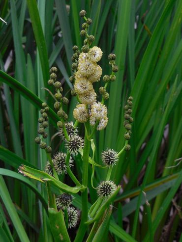 Grote egelskop, met onderaan de vrouwelijke bloemen en bovenaan de mannelijke