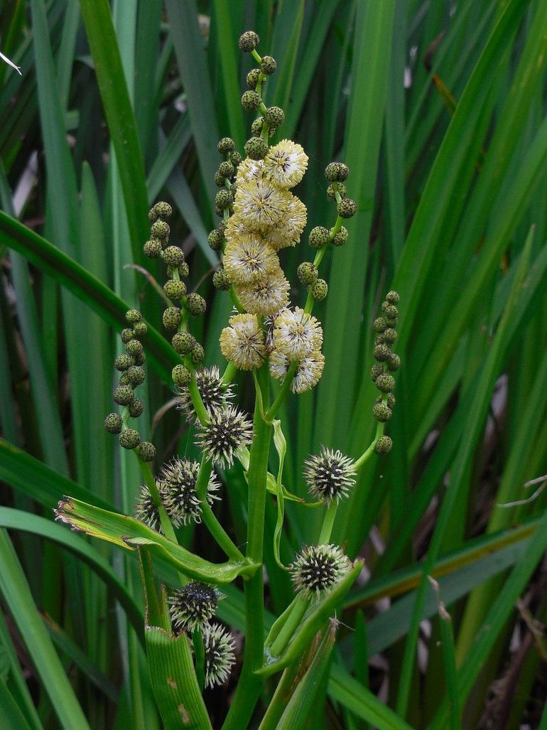 Grote egelskop