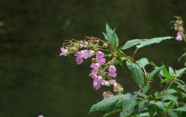 Impatiens glandulifera, Reuzenbalsemien,
