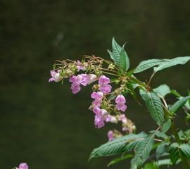 Impatiens glandulifera, Reuzenbalsemien,