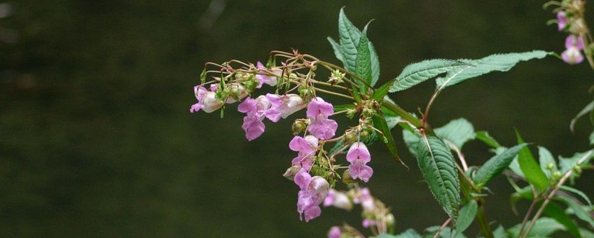 Impatiens glandulifera, Reuzenbalsemien,