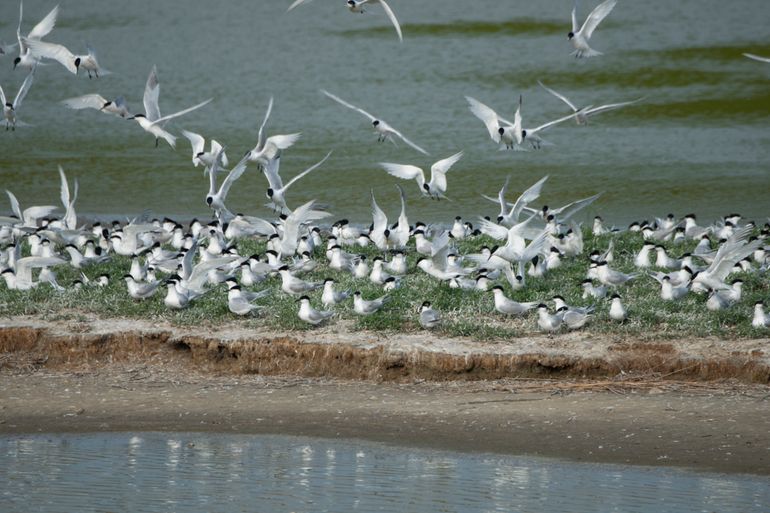 Broedkolonie grote sterns in het natuurgebied Wagejot bij Oosterend