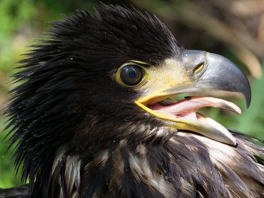 De zeearend wordt gezien als één van de grootste succesverhalen van de Nederlandse natuurbescherming