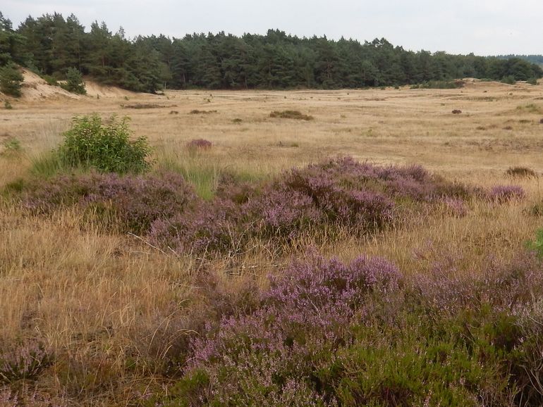 Stuifzand met bloeiende heide