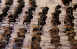 Naturalis Lade met hommels in de collectie van Naturalis