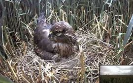 Het vrouwtje op het nest voor de webcam, juli 2013.