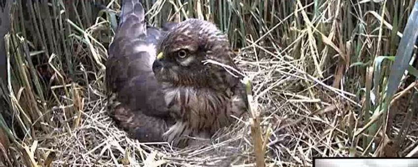 Het vrouwtje op het nest voor de webcam, juli 2013.