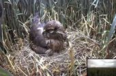 Het vrouwtje op het nest voor de webcam, juli 2013 
