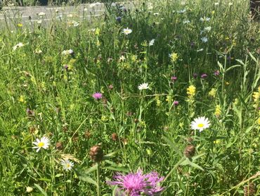 Een mooie bloemenzee in Goudse berm