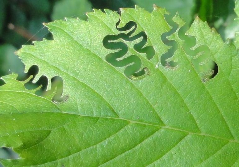 Jonge larven van de iepenzigzagbladwesp veroorzaken het kenmerkende vraatpatroon uitsluitend op iep