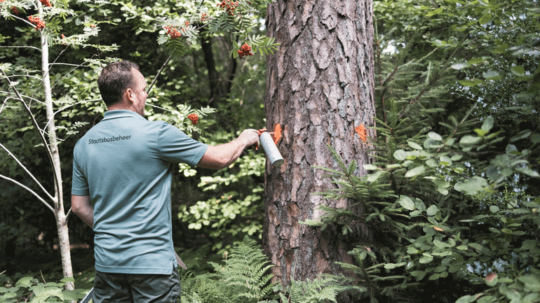 Door goed doordacht een deel van de bomen uit het bos te halen, zorg je voor meer gevarieerde bossen die klimaatverandering beter aankunnen