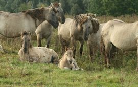 Sociale groep konikpaarden