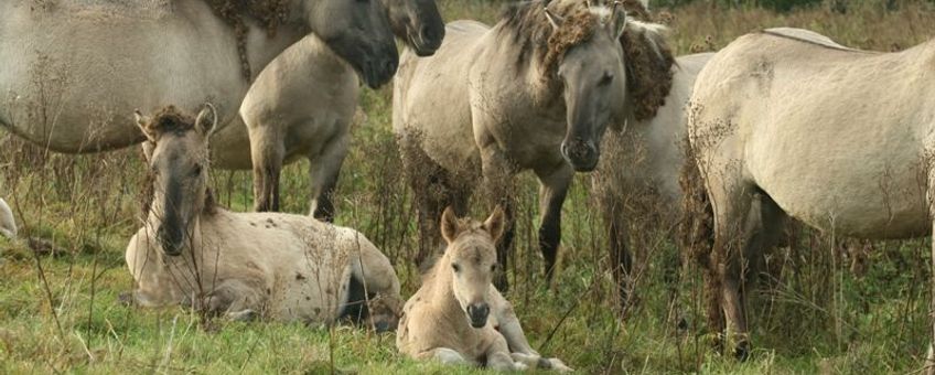 Sociale groep konikpaarden