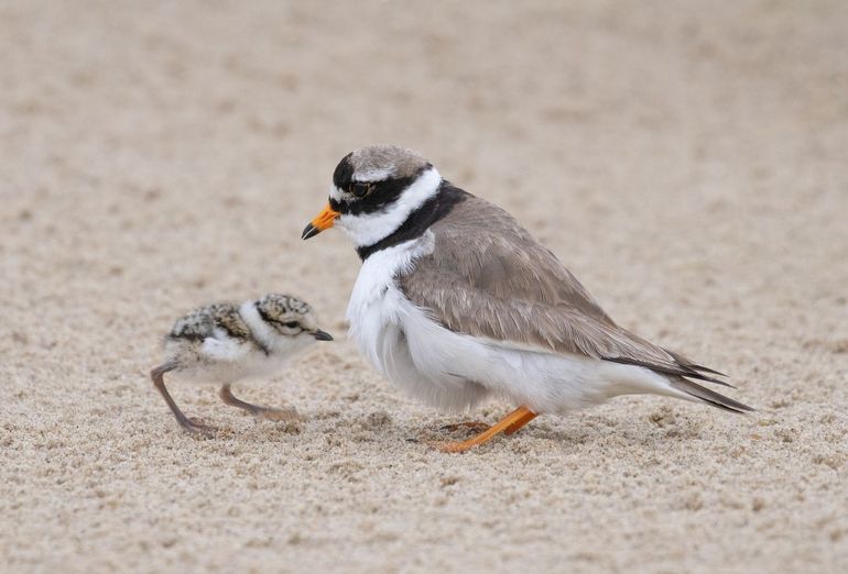 Bontbekplevier met jong