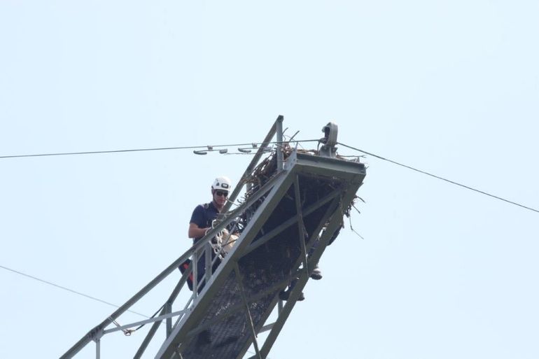 Klimmers van TenneT brengen de jongen op een zorgvuldige manier terug naar het nest op 65 meter hoogte