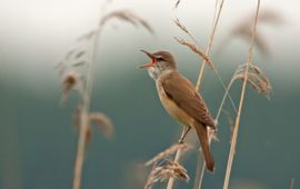 Jankees Schwiebbe, Birdphoto.nl Grote karekiet