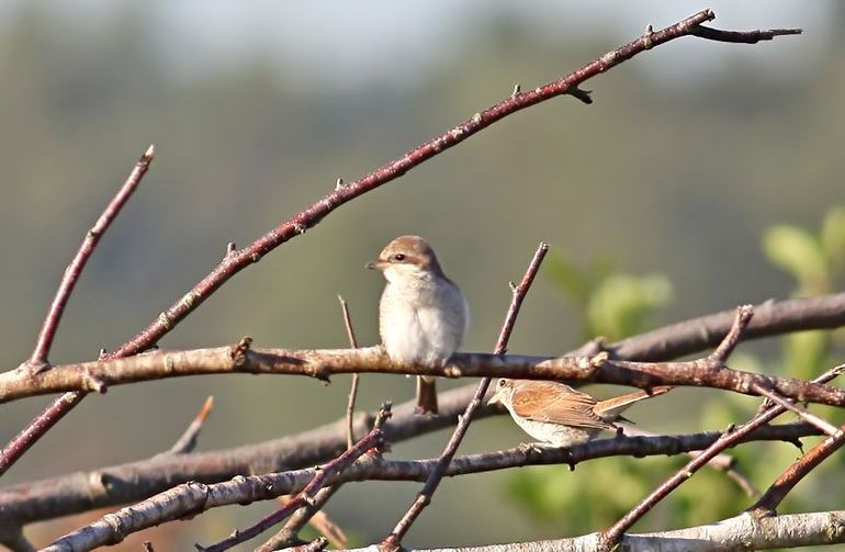 Jonge grauwe klauwieren op de Loozerheide