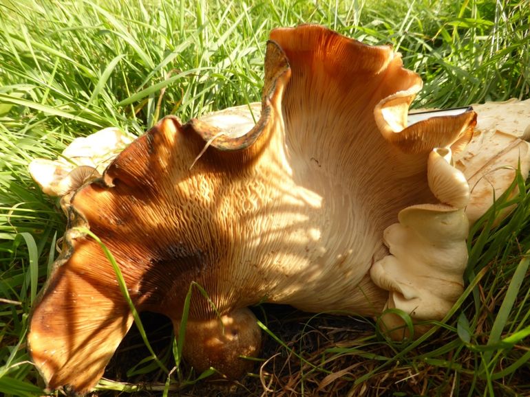 De dikke, soms bolle stelen, steunen het gewicht van de enorme hoeden. Deze hoed wordt al wat bruiner door ouderdom