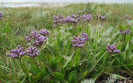 Limonium vulgare. Lamsoor