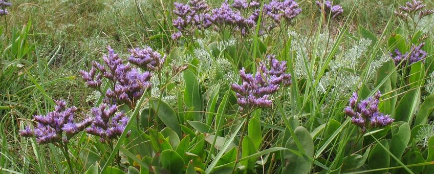 Limonium vulgare. Lamsoor