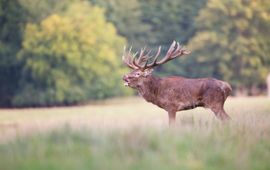 Karsten Reiniers/ARK Natuurontwikkeling VOOR EENMALIG GEBRUIK Burlend edelhert VOOR EENMALIG GEBRUIK