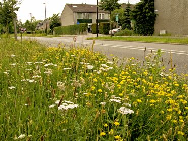 Bloemrijke bermen kunnen ook uitstekend in het stedelijk gebied