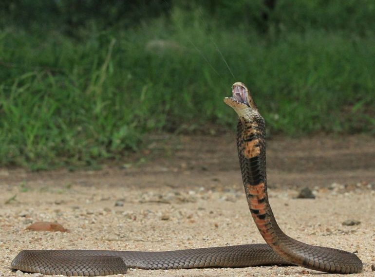 Mozambique spitting cobra