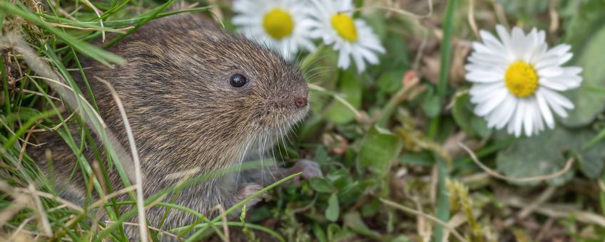 Aardmuis