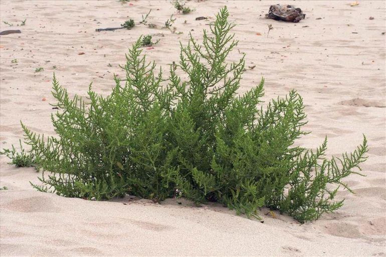 Welriekende ganzenvoet op rivierstrand bij de Millingerwaard