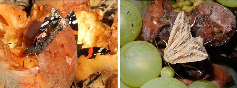 Links: atalanta op rotte appel. Rechts: een witte-l-uil, een nachtvlinder, op druiven