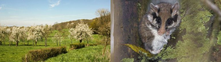 Gevarieerde hagen bij het Savelsbos zijn goed voor insecten en vogels, maar ook voor kleine zoogdieren zoals de zeldzame eikelmuis