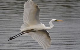 Grote zilverreiger