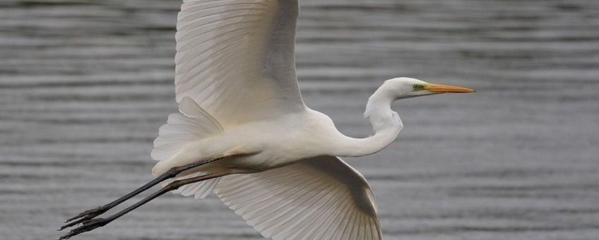 Grote zilverreiger