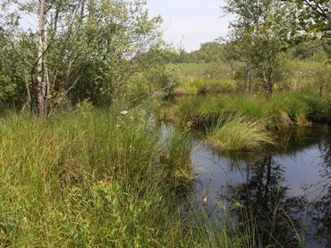 In de Deurnse Peel komt de maanwaterjuffer nog steeds voor