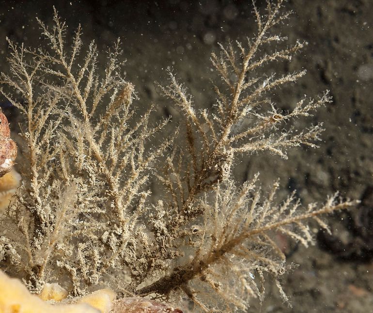 Kolonies van de Haringgraat (Halecinum halecinum) kunnen soms sterk op vissengraten lijken
