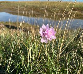 Engels gras