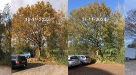 Zomereik stand van bladverkleuring en bladval rond 17 november in de jaren 2022 tot en met 2025