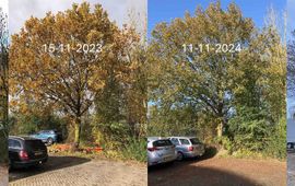 Zomereik stand van bladverkleuring en bladval rond 17 november in de jaren 2022 tot en met 2025