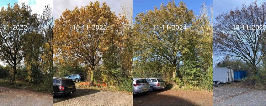 Zomereik stand van bladverkleuring en bladval rond 17 november in de jaren 2022 tot en met 2025