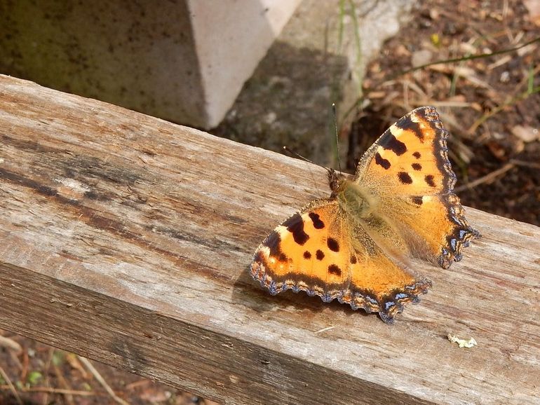 De grote vos is een van de dagvlinders die als vlinder overwintert