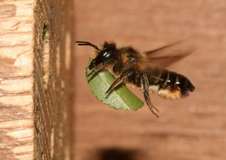 Een grote bladsnijder bekleedt het nest met een blaadje