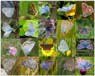 Blauwtjes lijken moeilijk, maar op de puzzeldag zul je zien dat het makkelijker is als je weet waarop je moet letten