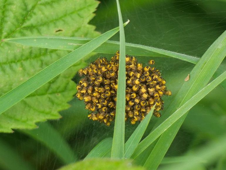 De jonge kruisspinnetjes blijven de eerste dagen bij elkaar 