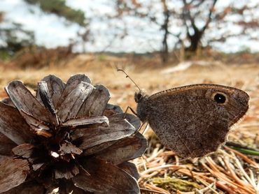 De uiterst zeldzame kleine heivlinder wordt ernstig bedreigd door de hoge stikstofdepositie